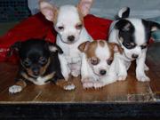 Chihuahua Puppies For Sale/Adoption In CORK