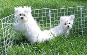 Healthy Snow White Babies Maltese Puppies Available