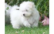 Pocket Sized Maltese puppies for free adoption