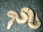 Albino And Piebald Ball Pythons For Sale