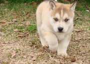 2 female and 1male Siberian husky puppies for sale