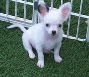 Well trained  Chihuahua puppies for sale