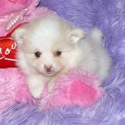 Pomeranian Puppy for free adoption