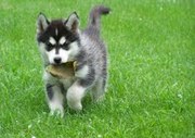 lovely sibarian husky puppy for free adoption