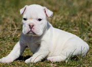 xmass bulldogs for adoption