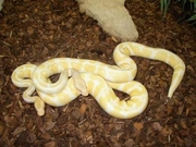 Bueatiful albino and piebald ball pythons for adoption