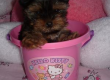 Beautiful Tiny Teacup Yorkie Puppies Male And Female
